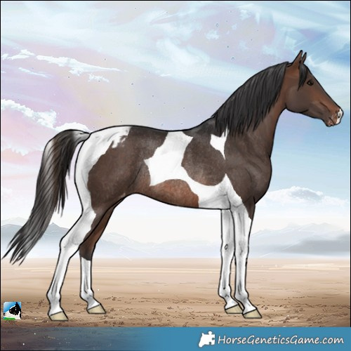 Horse Color:Brown Tobiano Varnish Rabicano 