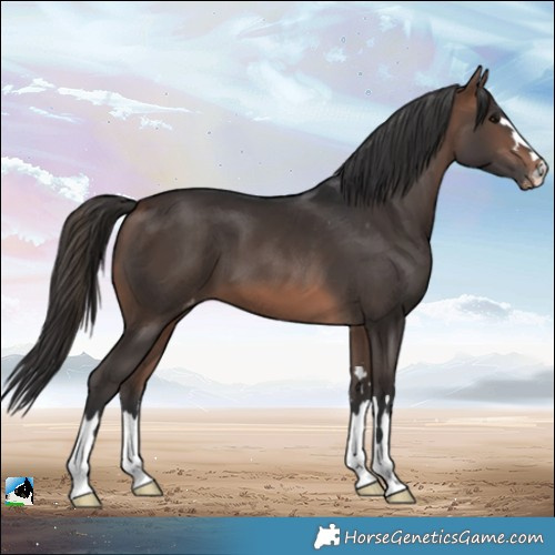 Horse Color:Brown Appaloosa