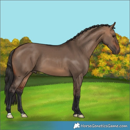 Horse Color:Bay Dun 