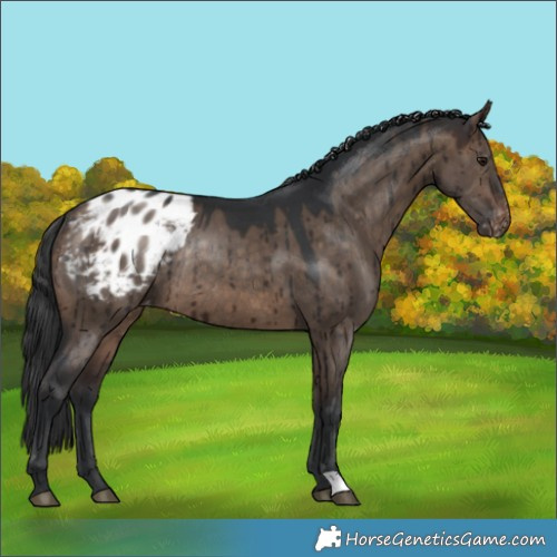 Horse Color:Brown Dun Appaloosa Rabicano Brindle 