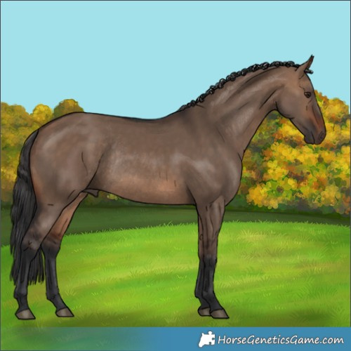 Horse Color:Brown Dun Rabicano 