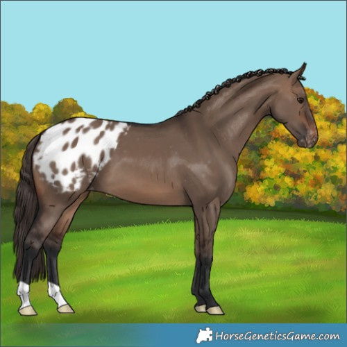 Horse Color:Brown Dun Appaloosa 