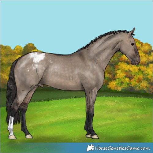 Horse Color:Brown Dun Appaloosa 