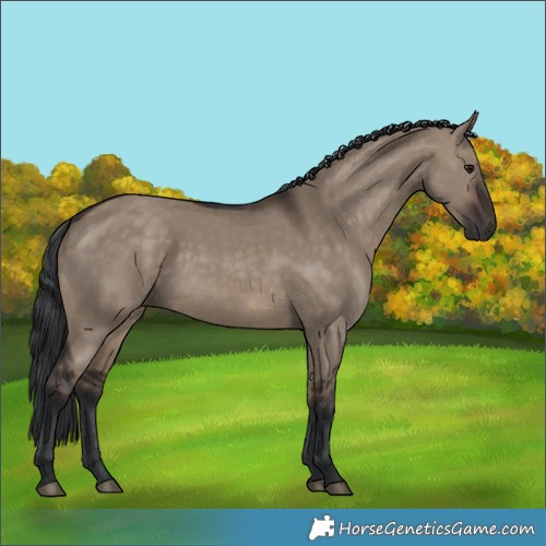 Horse Color:Brown Dun