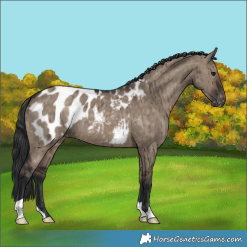 Horse Color:Brown Dun Appaloosa Brindle