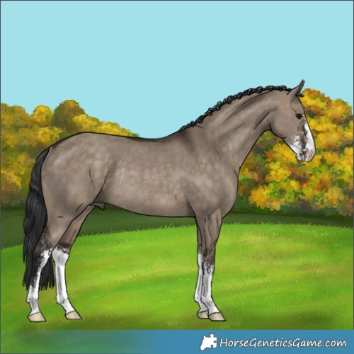 Horse Color:Brown Dun Sabino Rabicano
