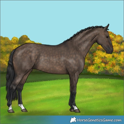Horse Color:Brown Dun Rabicano 