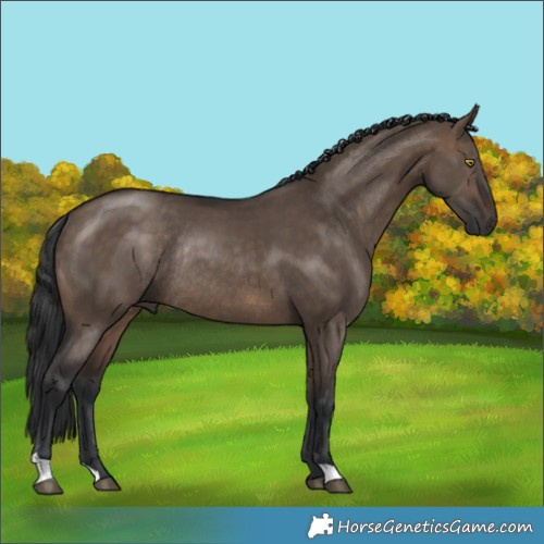 Horse Color:Brown Dun Rabicano 