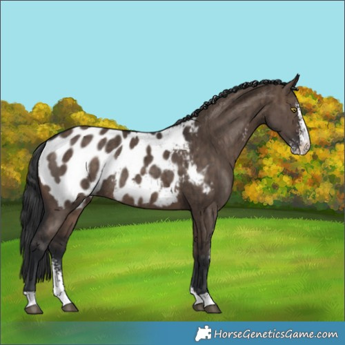 Horse Color:Brown Dun Sabino Appaloosa Rabicano Brindle 