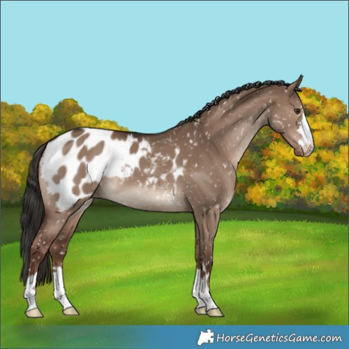 Horse Color:Liver Red Dun Appaloosa