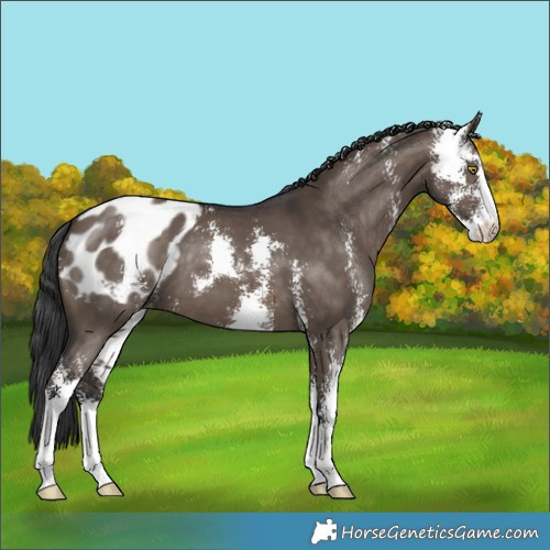 Horse Color:Brown Dun Sabino Appaloosa 