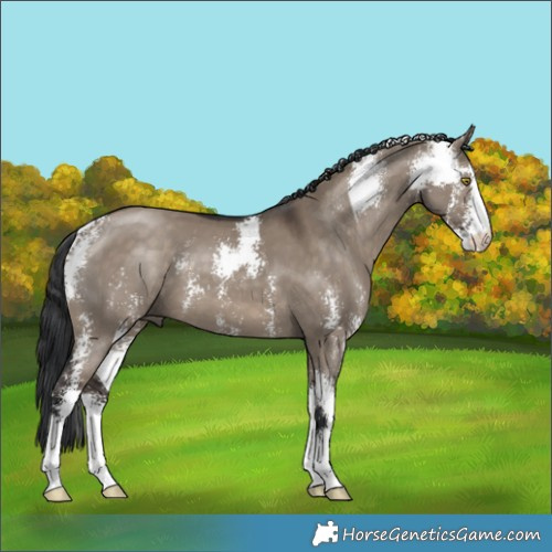 Horse Color:Brown Dun Sabino 
