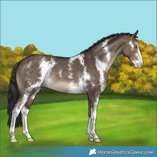 Horse Color:Brown Dun Sabino 