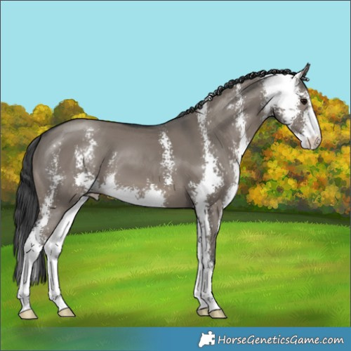 Horse Color:Grullo Sabino 