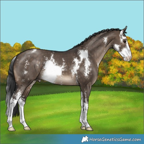 Horse Color:Brown Dun Sabino