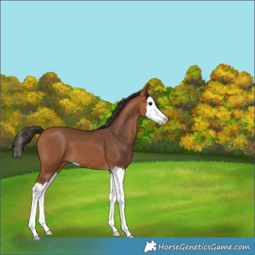 Horse Color:Bay Splash 