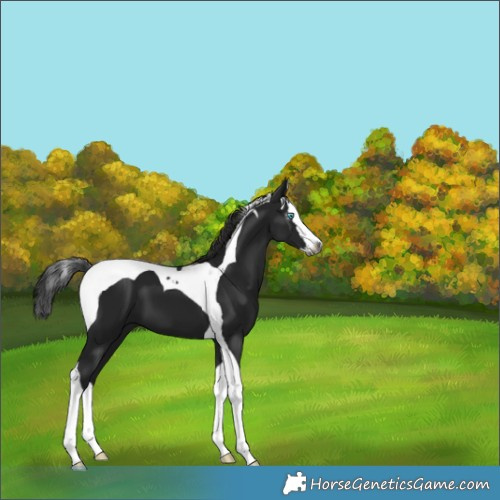 Horse Color:Gray Black Splash Tobiano