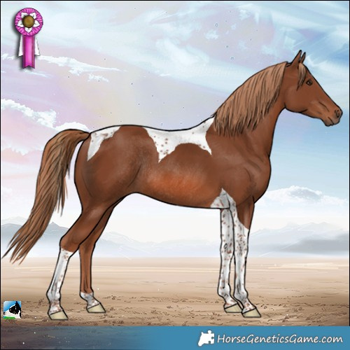 Horse Color:Chestnut Tobiano Rabicano 