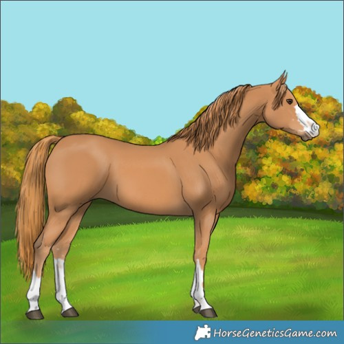 Horse Color:Unknown 
