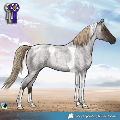Horse Color:Liver Red Roan Tobiano Rabicano 