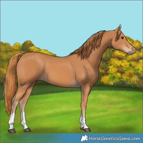 Horse Color:Unknown 
