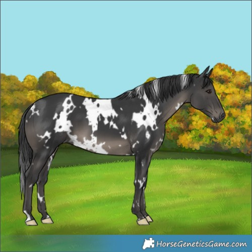 Horse Color:White Spotted Black 