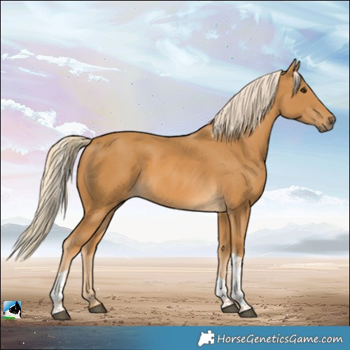 Horse Color:Palomino Tobiano Rabicano 