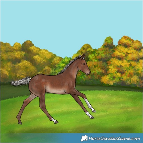 Horse Color:Silver Black Tobiano