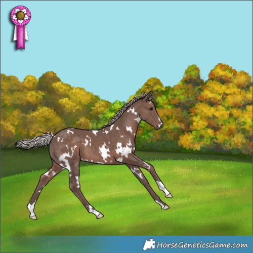 Horse Color:White Spotted Silver Black