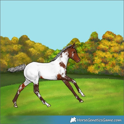 Horse Color:White Spotted Silver Bay Appaloosa