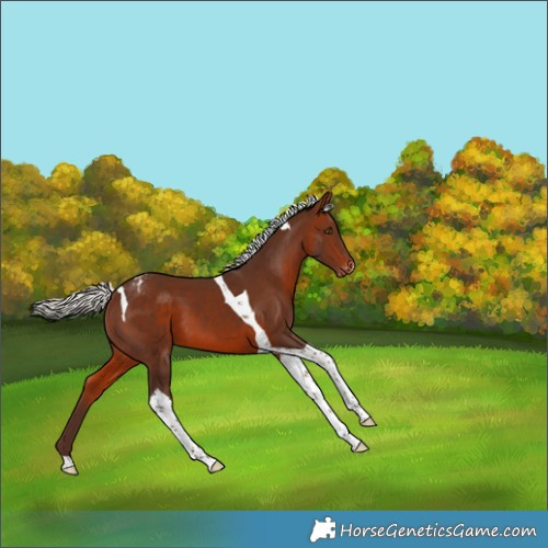 Horse Color:Silver Brown Tobiano Appaloosa 