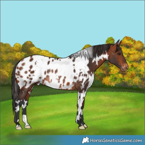 Horse Color:White Spotted Bay Appaloosa Rabicano 