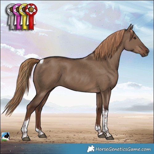 Horse Color:Liver Red Dun Tobiano 