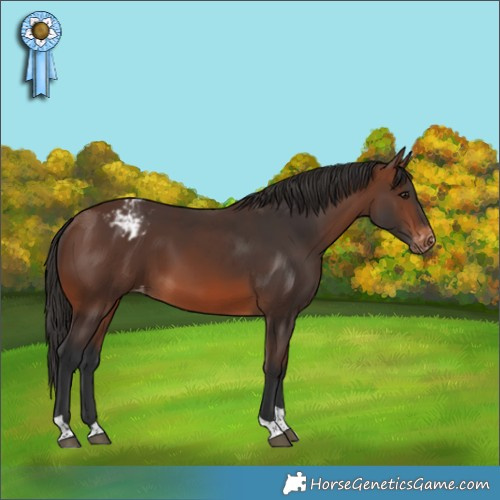 Horse Color:Brown Tobiano Appaloosa