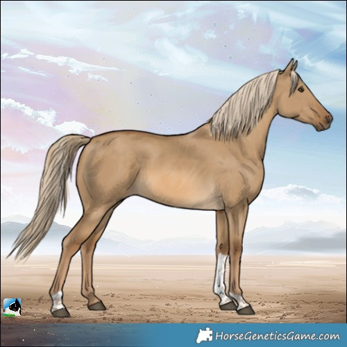 Horse Color:Chocolate Palomino Dun Tobiano Rabicano