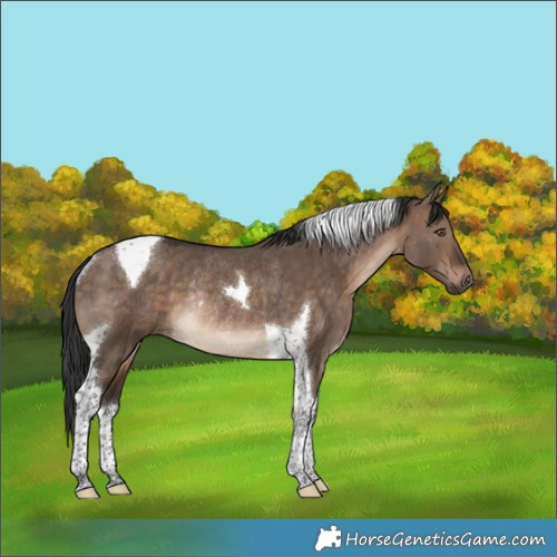 Horse Color:Brown Dun Tobiano Rabicano 