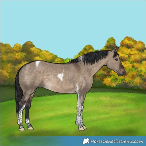 Horse Color:Brown Dun Tobiano Rabicano 