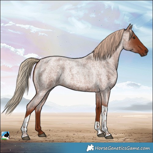 Horse Color:Red Roan Tobiano 