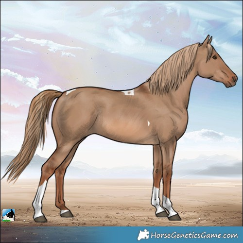 Horse Color:Red Dun Tobiano Rabicano