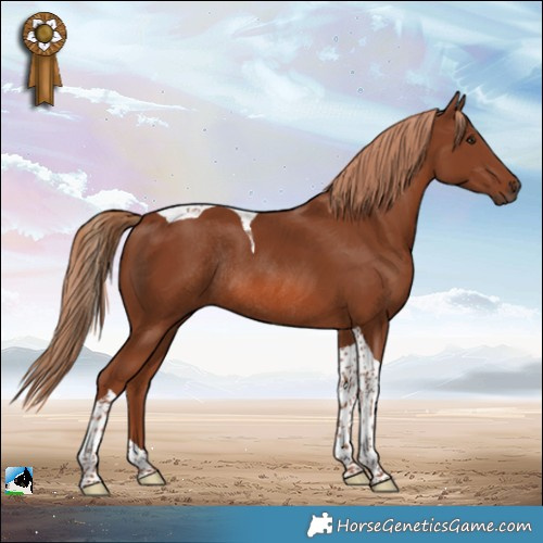 Horse Color:Chestnut Tobiano Rabicano 