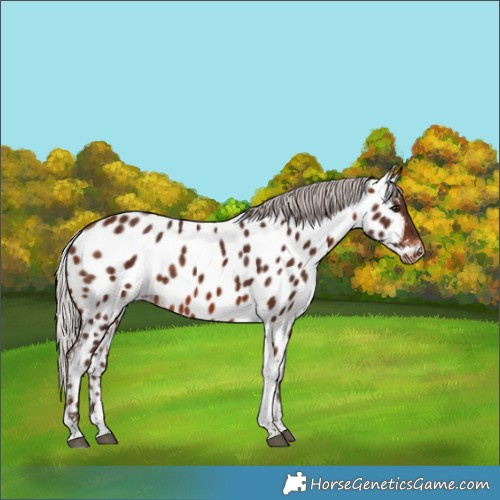 Horse Color:Silver Brown Tobiano Appaloosa Rabicano 