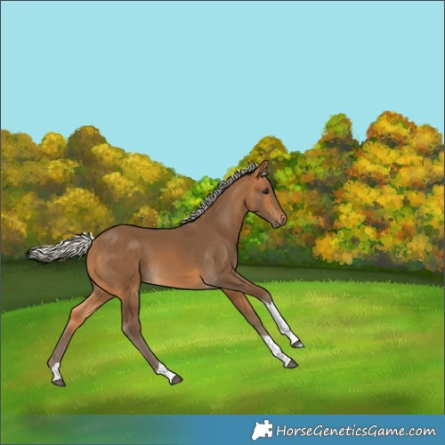 Horse Color:Silver Buckskin Tobiano