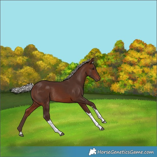 Horse Color:Silver Brown Tobiano Rabicano 
