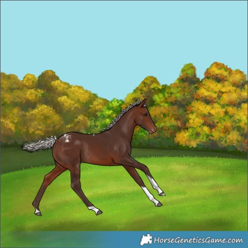 Horse Color:Silver Brown Tobiano Appaloosa Rabicano 
