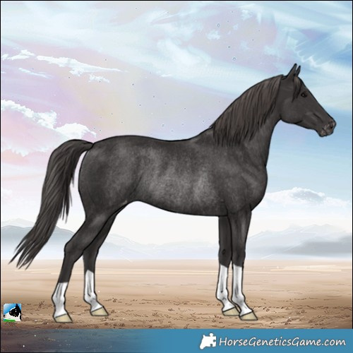 Horse Color:Smoky Black Appaloosa Rabicano