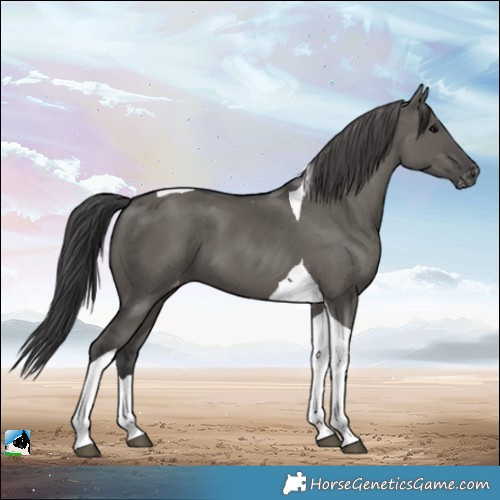 Horse Color:Grullo Tobiano Varnish