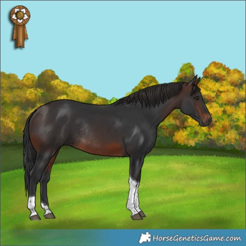 Horse Color:Brown Tobiano Rabicano 