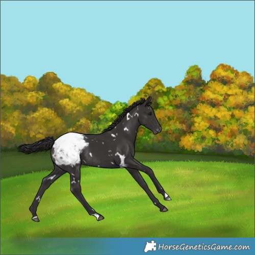 Horse Color:White Spotted Smoky Black Appaloosa Rabicano