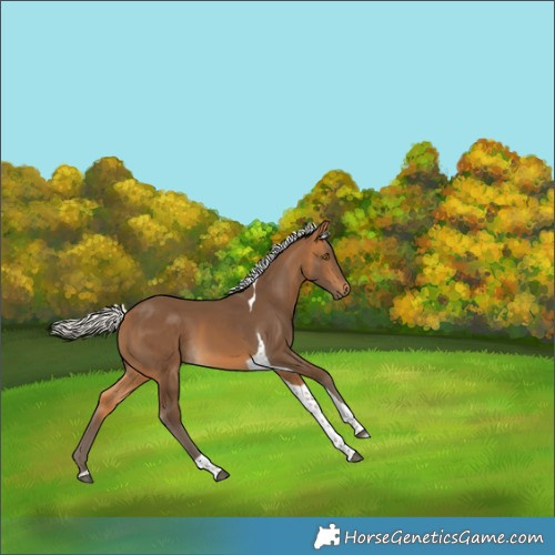 Horse Color:Silver Buckskin Tobiano