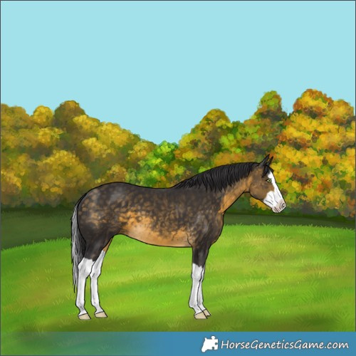 Horse Color:Buckskin Splash 